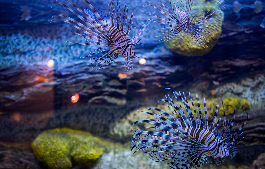 Tourism in Krk, Croatia Europe's Best Destinations