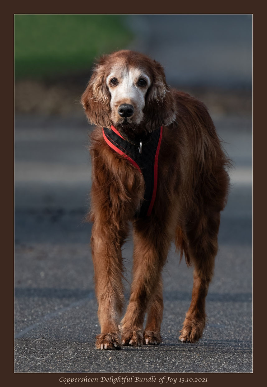 Joy, im Alter von 13.5 Jahren. Danke Cornelia für das wunderschöne Foto!