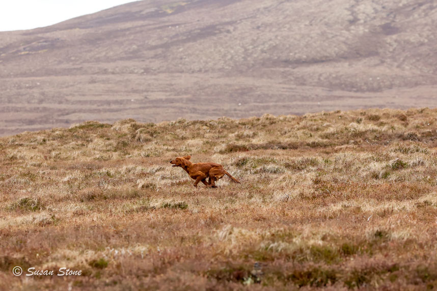Ballydavid Oengus at Aurichalcum working on rough ground in the Scottish Highlands