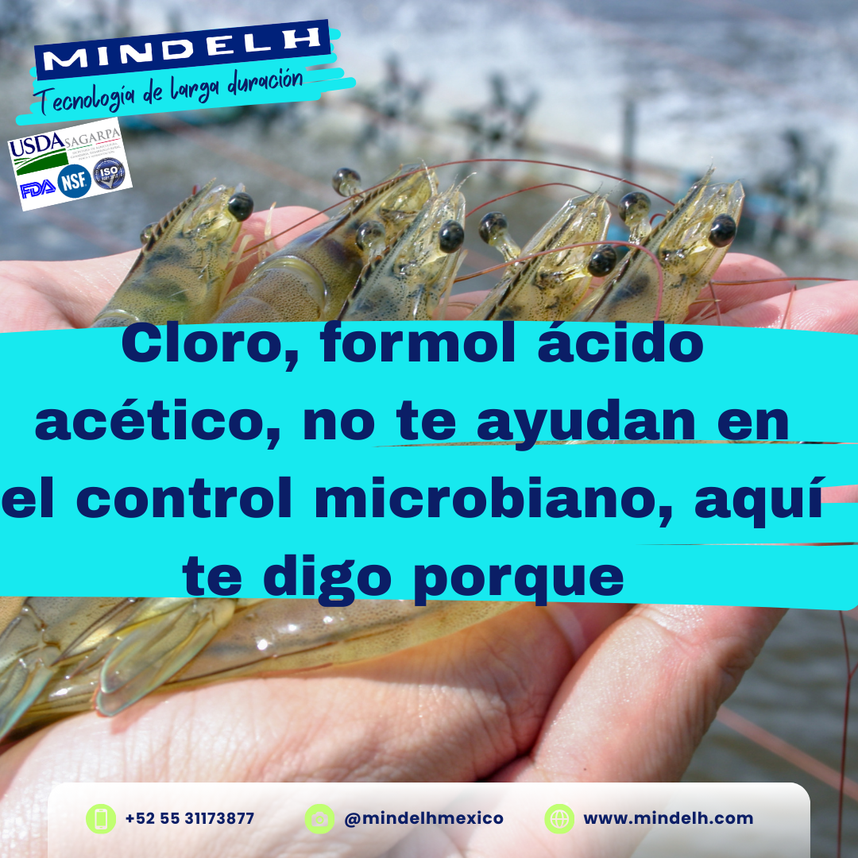 por qué erupción tomar Celebra el incremento de tu Cosecha de Camarón y elimina la Vibriosis, y en 1 semana ve los resultados - Sanitizantes y Detergentes Biodegradables y Grado alimenticio por qué erupción tomar Celebra el incremento de tu Cosecha de Camarón y elimina la Vibriosis, y en 1 semana ve los resultados - Sanitizantes y Detergentes Biodegradables y Grado alimenticio