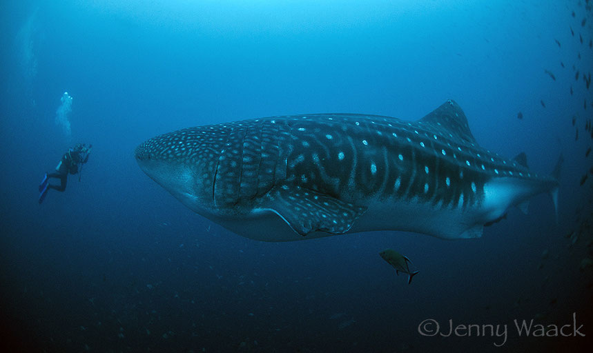 Diver face to face with a huge adult whale shark in Darwin's Arch in the Galapagos Islands with Galapagos Shark Diving; photo: ©Jenny Waack