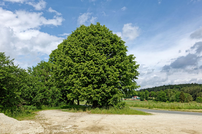 Linde bei Leutzdorf