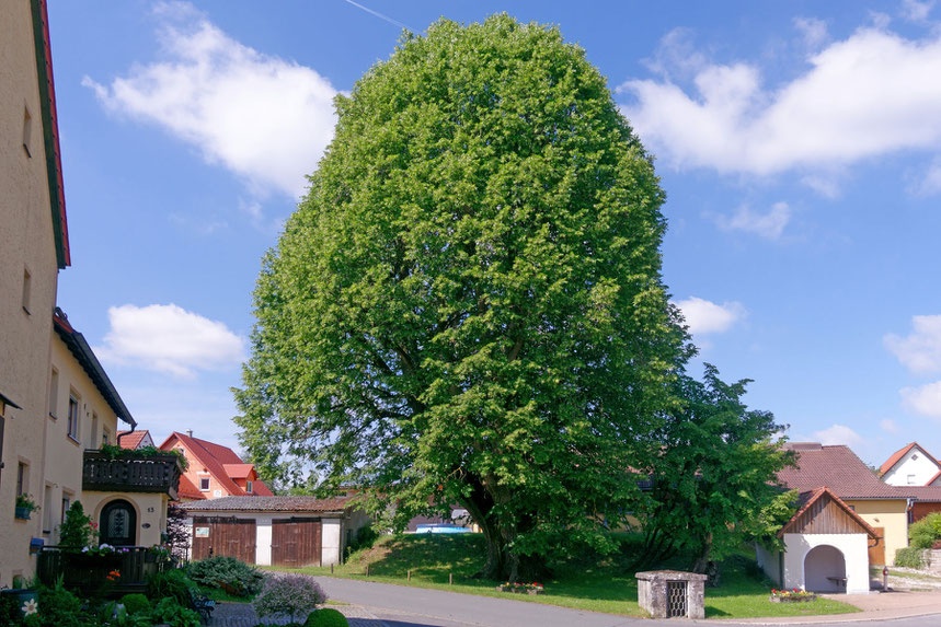 Tausendjährige Linde in Kalteneggolsfeld