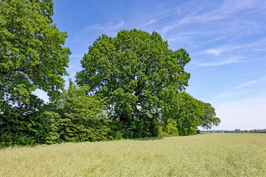 Eiche an der Straße bei Gudow