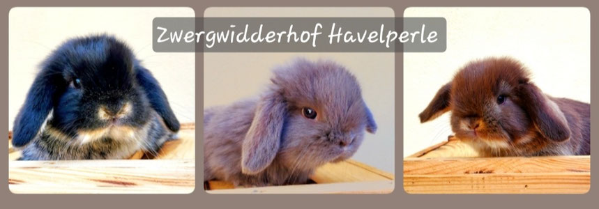 zwergwidderhof-havelperles Webseite!