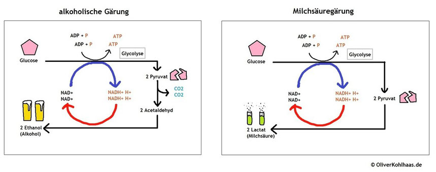 Wie Unterscheiden Sich Alkoholische Garung Und Milchsauregarung Bio Einfach Erklart