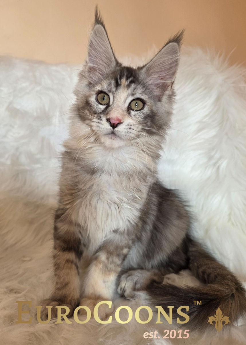 High Silver Tortie Classic Tabby Female Maine Coon Kitten For Sale - Nerrissa