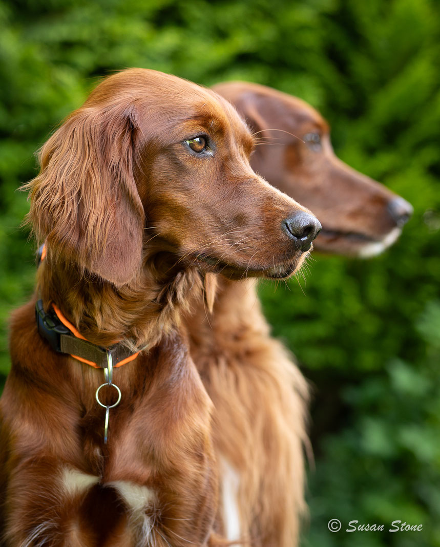 Unsere Nordländer: Liška (2.5) & Kettu (10) 