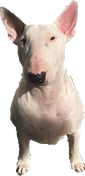 Izzy