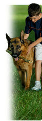 Puget Sound Pet Stop's Invisible dog fence testimonials and cat fence testimonials.