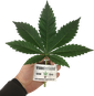 Buy Cannabis cuttings in Austria