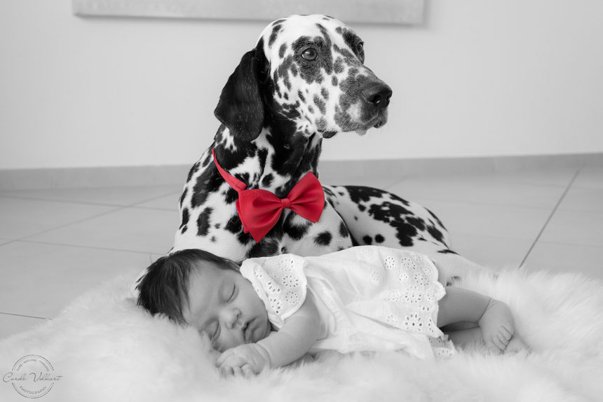 Neugeborenenfotografie, Babyfotografie, Babyfotos, Zuhause, Newbornshooting, Newbornfotografie, Babyshooting, Babyfotograf, Newbornfotograf, Baby Fotoshooting, Homestory, Homeshooting, Hundeshooting, Dalmatiner