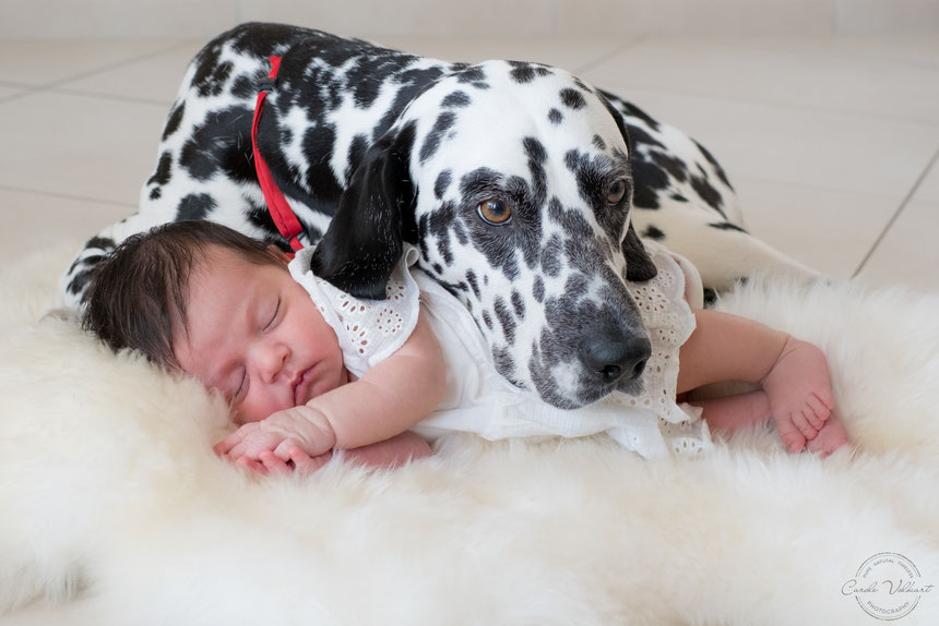Neugeborenenfotografie, Babyfotografie, Babyfotos, Zuhause, Newbornshooting, Newbornfotografie, Babyshooting, Babyfotograf, Newbornfotograf, Baby Fotoshooting, Homestory, Homeshooting, Hundeshooting, Dalmatiner