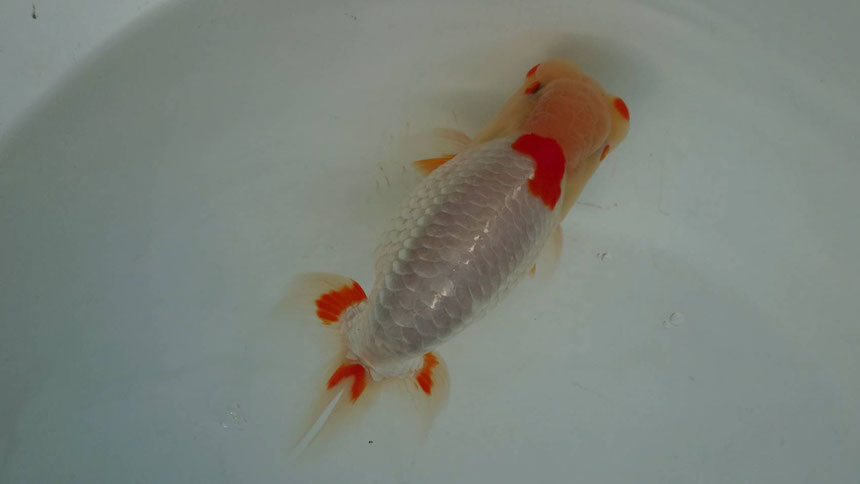らんちゅう めだか販売の安藤養魚場 森町 安藤養魚場