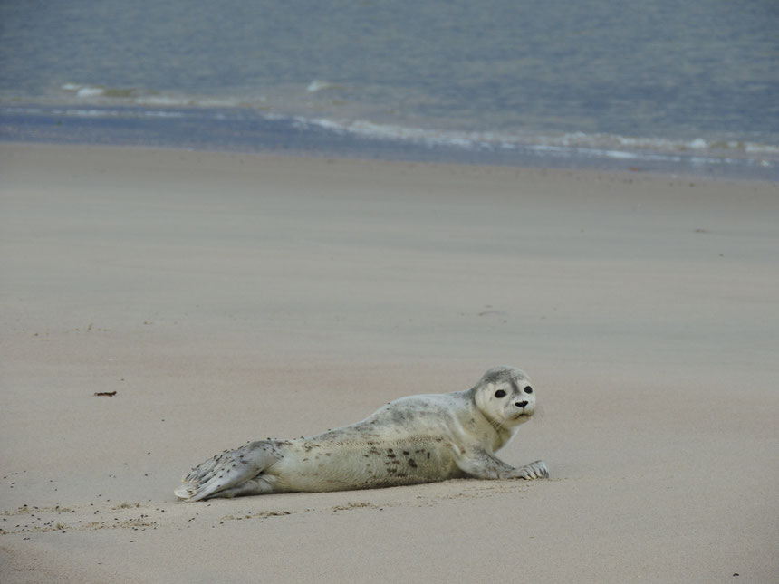 Seehund Phoca vitulina Seal