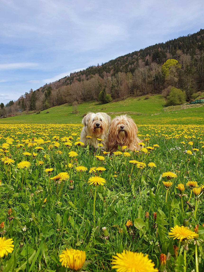 zwei Hunde im Löwenzahnfeld