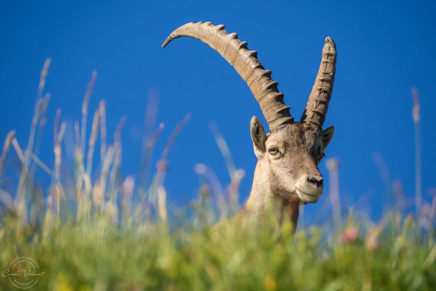 Steinbock auf dem Brienzer Rothorn