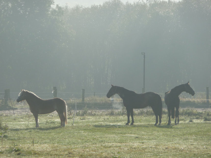 2009.10.09 Die Oktobersonne kämpft sich durch den Morgendunst an den Ruhrauen in Burgaltendorf.