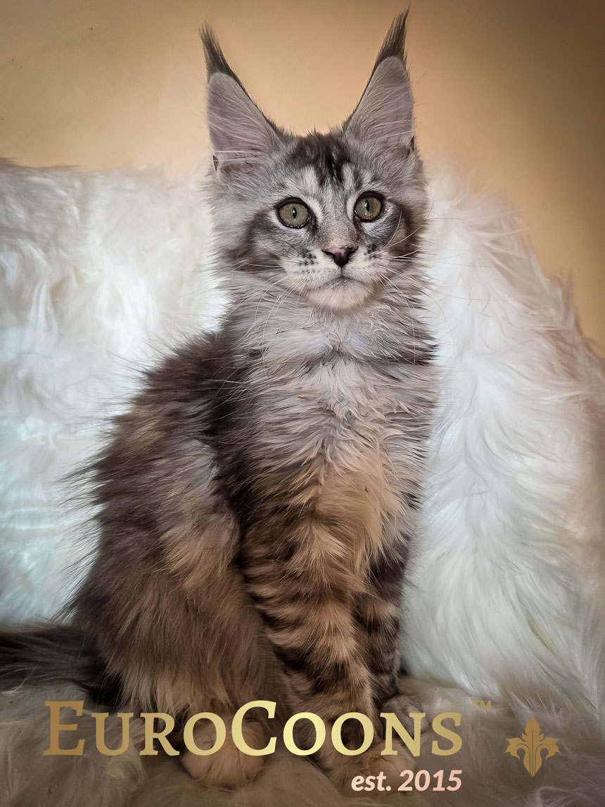 Silver Tortie Classic Tabby Female Maine Coon Kitten For Sale - Nahla