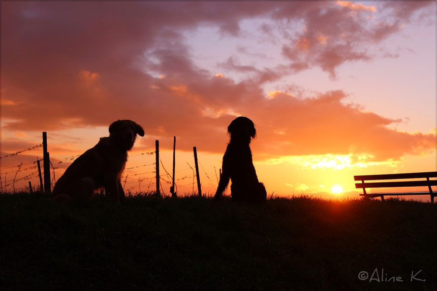 Bellis (links) mit Flatcoated Retriever-Rüde Samba (rechts)