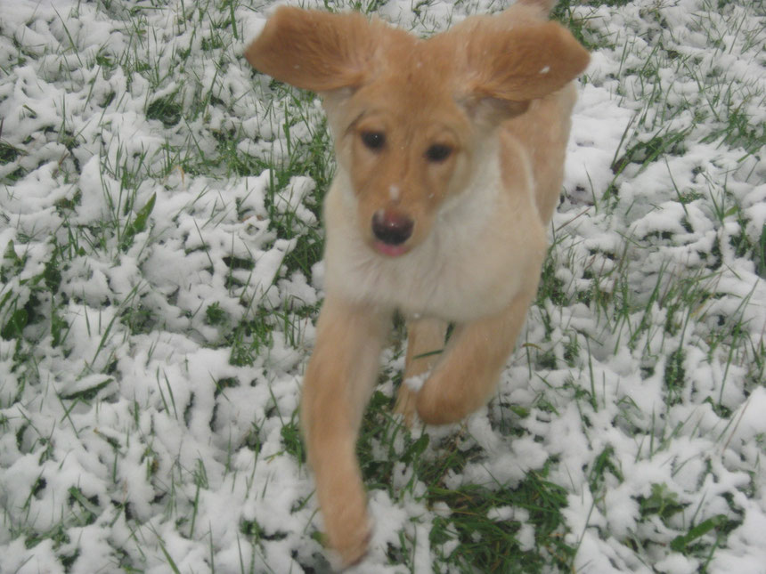 Bellis, das erste Mal im Schnee
