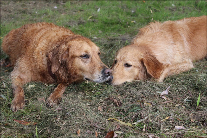 Bellis (rechts) mit Luna (Golden Retriever)