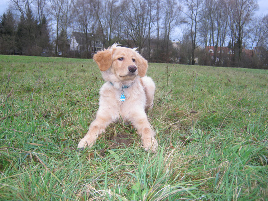 Bellis heute