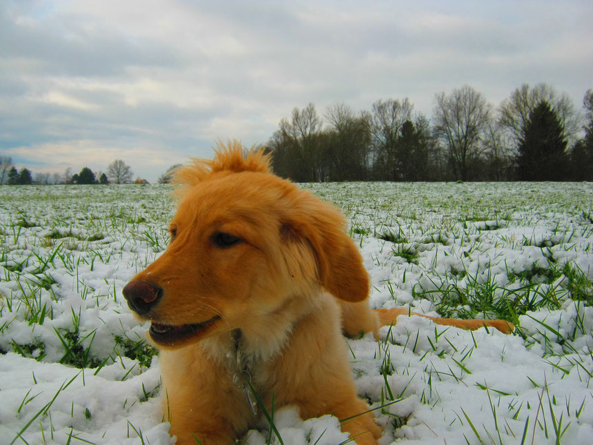 Bellis im Schnee