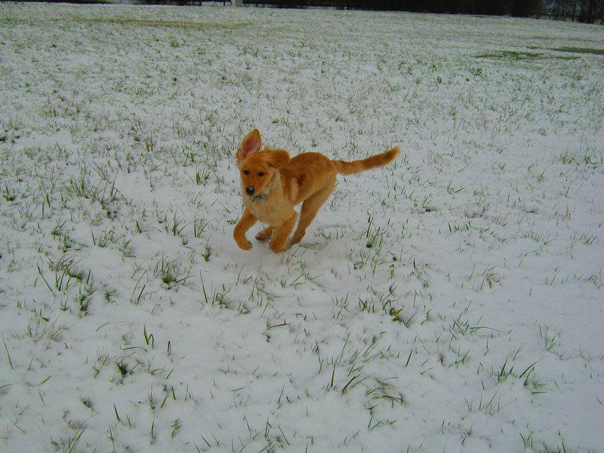 Bellis im Schnee