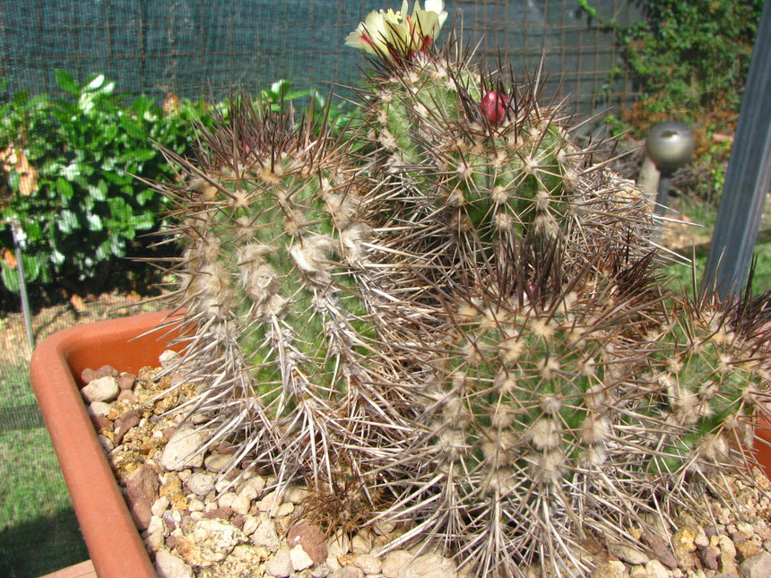 Marginata, Morro Copiapo