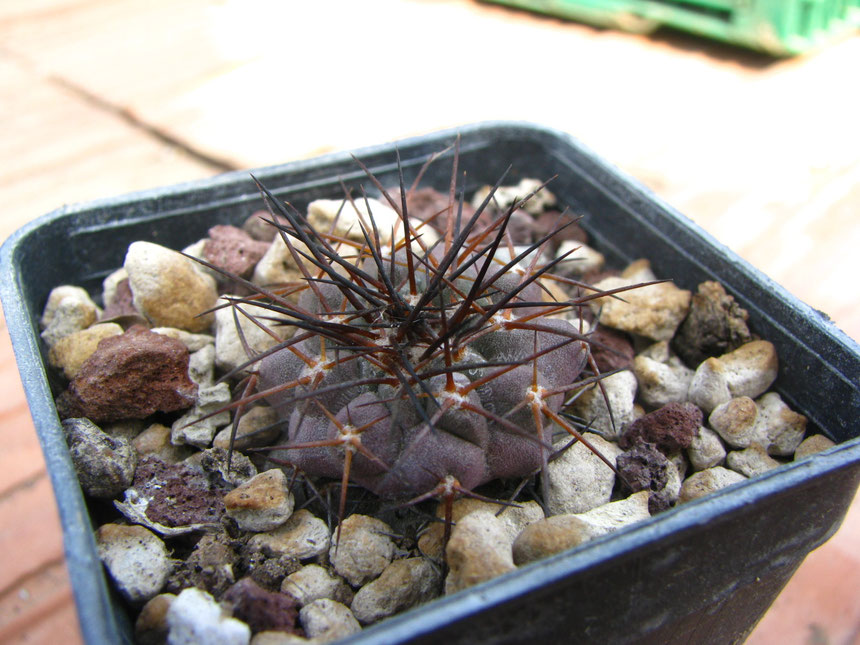 Marginata fk518,P.ta Lobos, sawn in  2008