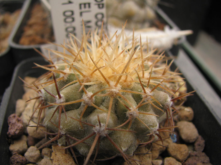 Columna alba,El Mirador, sawn in 2011, withish spines