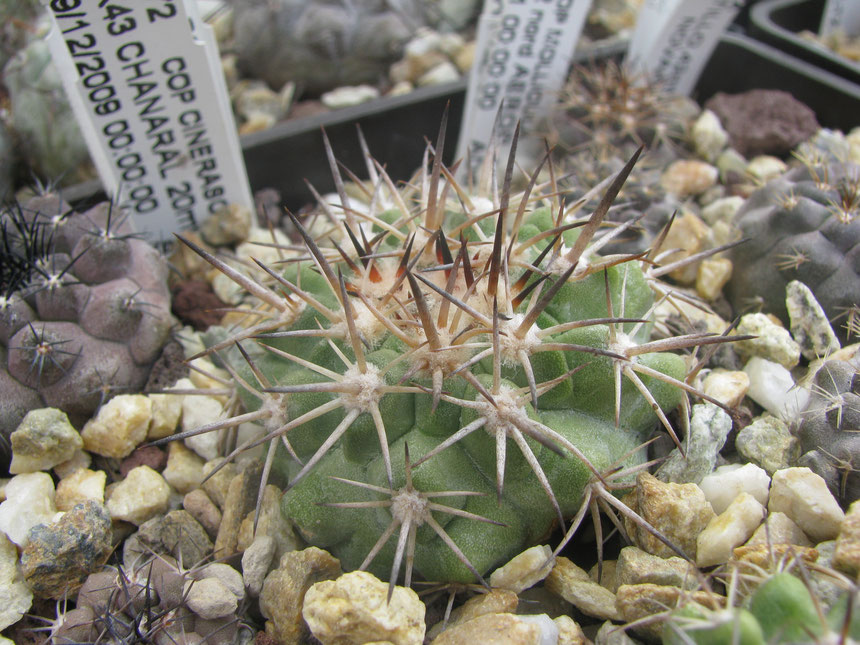 cinerascens, 2010 seedling,fk 43 chanaral.plant remain green without wax