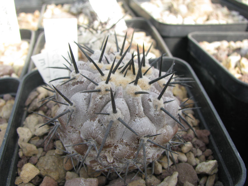 Cinerea, monte perales. This plant developpe strong, densy and short spine. Seeds coming from a plant that live in alture.