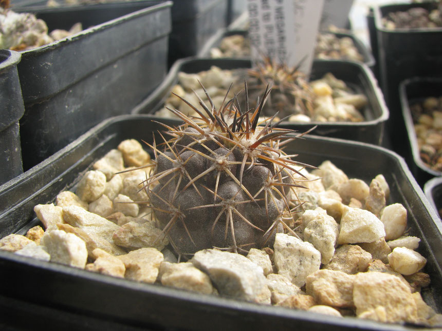 Megarhiza borealis from Ignazio Blando habitat seeds, 3 years seedling