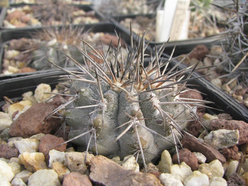 Megarhiza, Cerro Lechero, plant from my friend B.H collection's