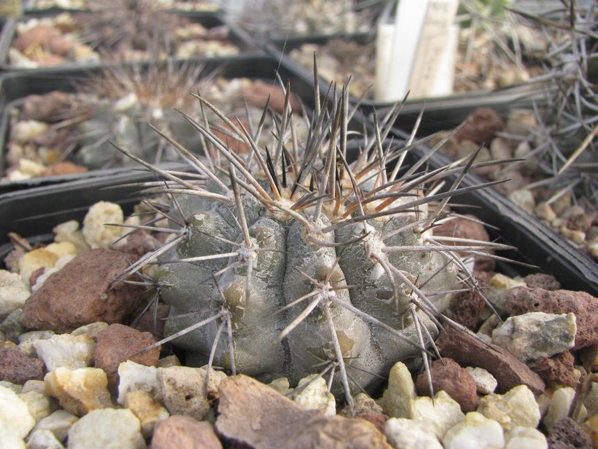 Megarhiza, Cerro Lechero, plant from  my friend B.H collection's