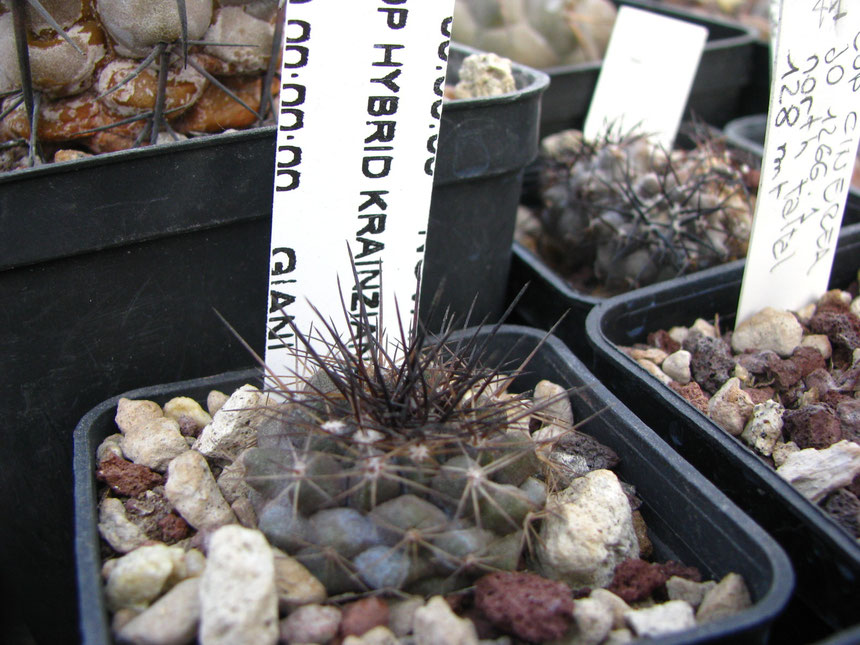 Krainziana hybrid,S.Ramon 2009 seedling