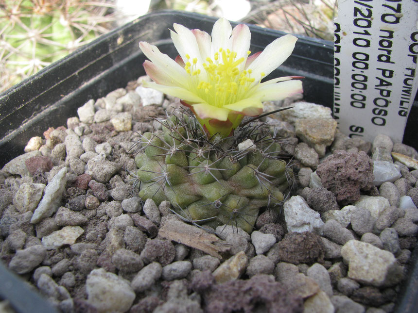 humilis, nord paposo ,2010 seedling.intesting grown.it's starting to develop a long one spine.