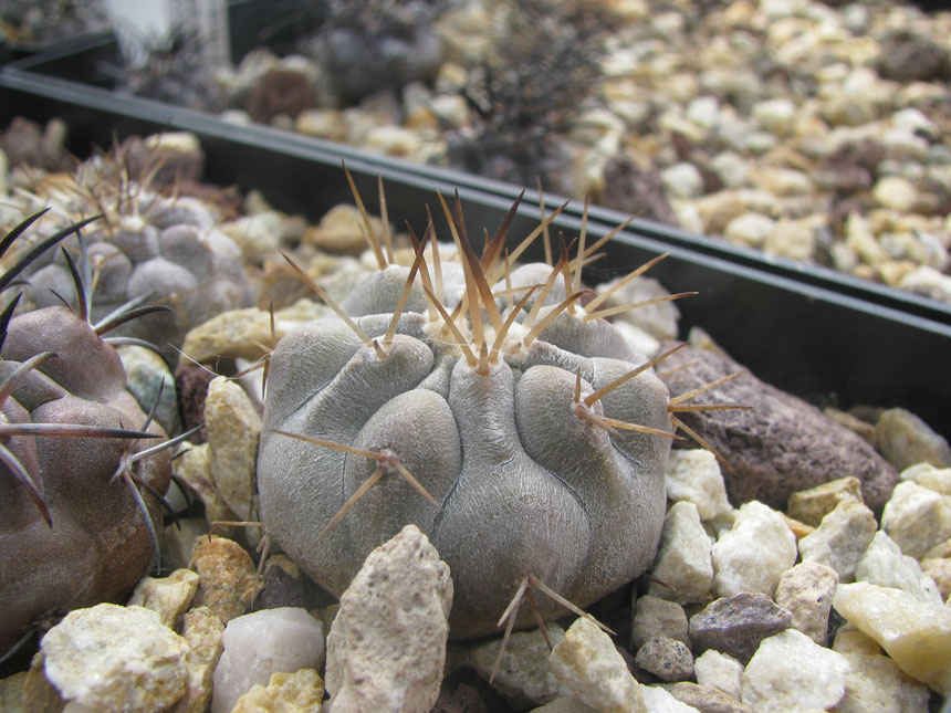 Cinerea albispina , punta camarones, sown 2013