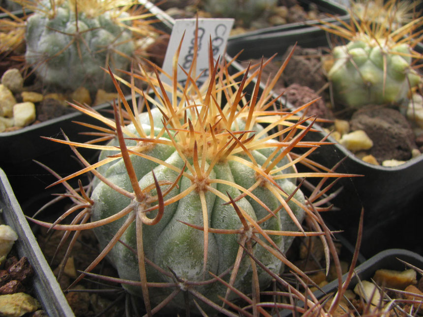 A nice form of haseltoniana from Cerro Perales with long twisted spines.Seeds collected from my friend Bart in 2007