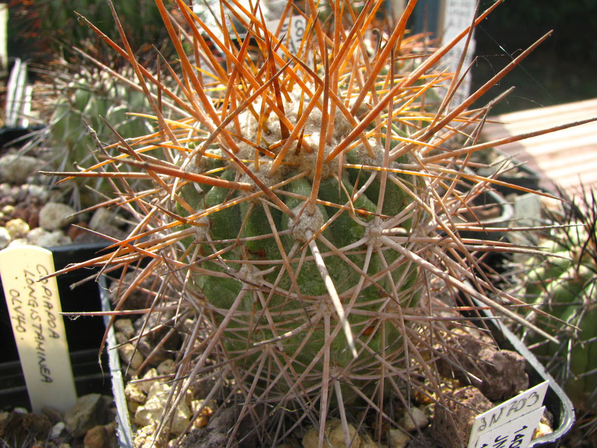 taltalensis, quebrada cachina, pianta proveniente dalla coll Giani