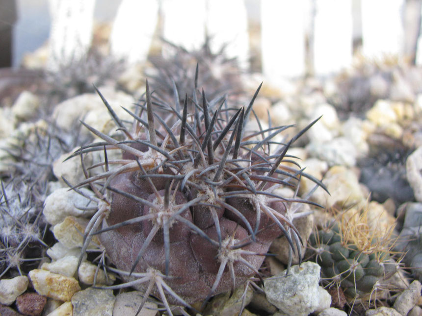 Echinoides, ja 105, high mountains nord huasco. Sawn in 2012