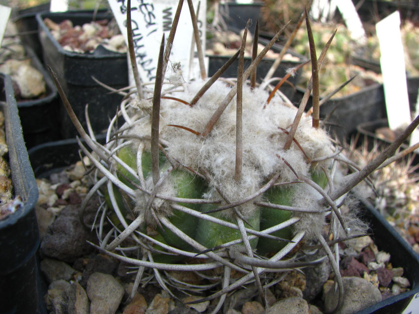 Marginata bridgesii,wm104 nord Chanaral,in 2014