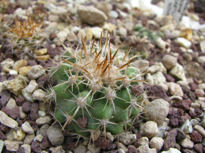 Cinerascens,quebrada Castillo,semina 2010