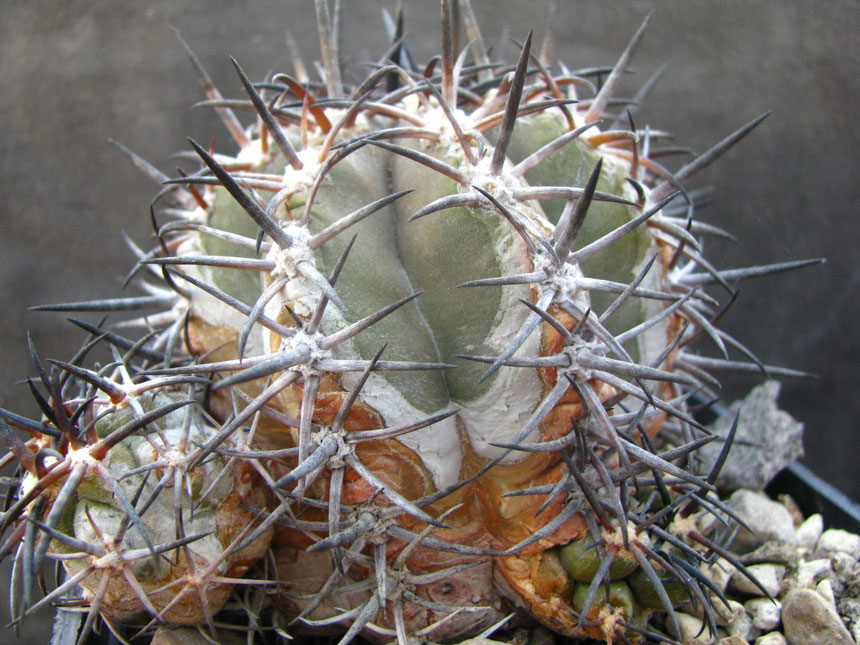 Copiapoa echinoides