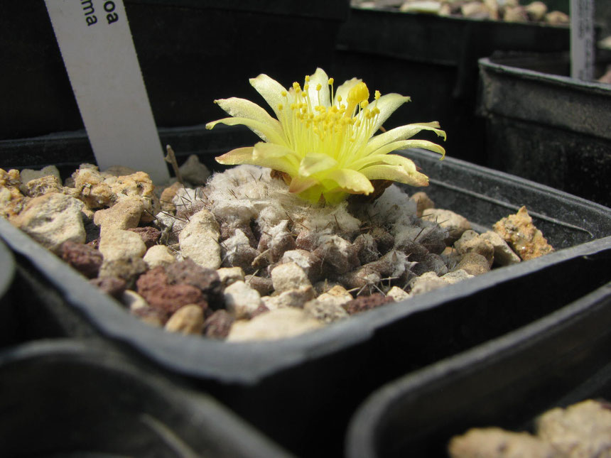 Tenuissima, very stressed plant. Flowering in August 2016