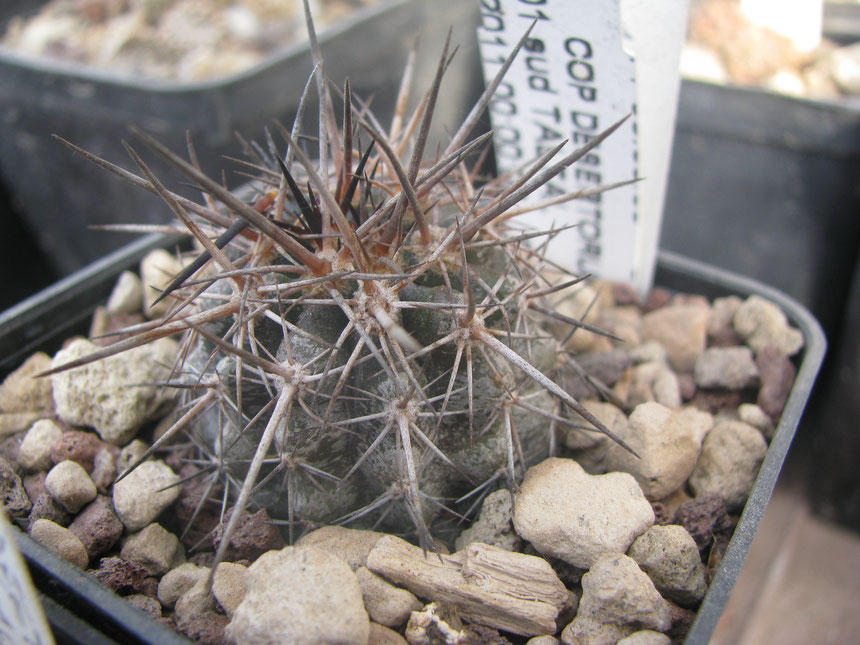 desrtorum, sud taltal, 8 years seedlings. This species grow vwry slow