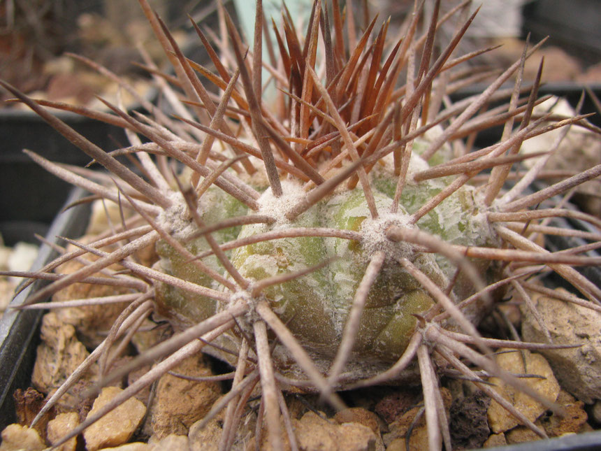 Another plant from Flamenco,sawn in 2007