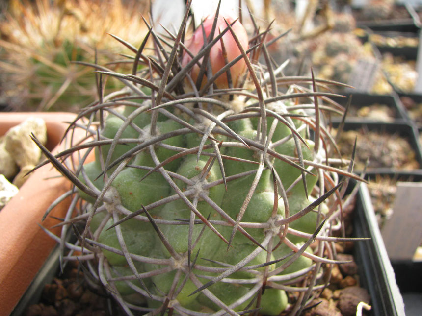 Coquimbana wagenknechtii, 10km sud Vicuna, start to flower